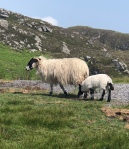 An Irish black-faced ewe and her lamb.