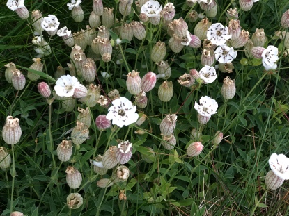 Tiny little pink and white wildflowers, with the sweetest, oddest shape!